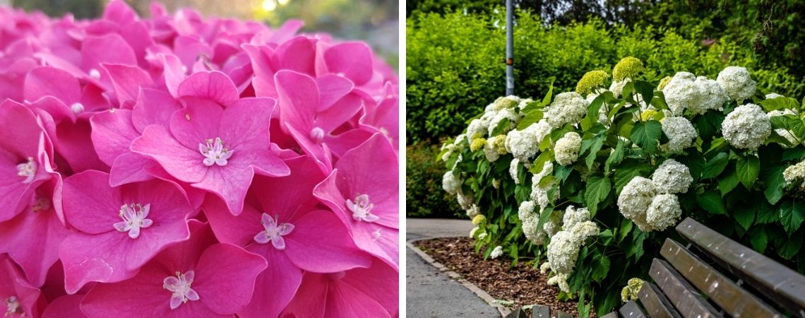 Hortensia snoeien | Tuincentrum De Schouw | Houten Hortensia snoeien | Tuincentrum De Schouw | Houten