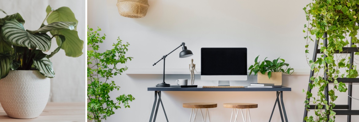 Thuiswerken? Koop een kamerplant | Tuincentrum de Schouw Thuiswerken? Koop een kamerplant | Tuincentrum de Schouw