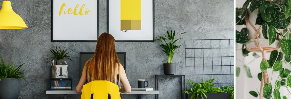 Thuiswerken? Koop een kamerplant | Tuincentrum de Schouw Thuiswerken? Koop een kamerplant | Tuincentrum de Schouw