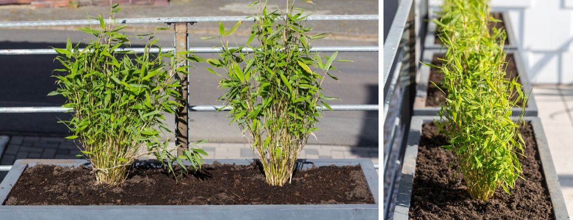 Tuincentrum De Schouw | Bamboe kopen | Niet woekerende bamboe Tuincentrum De Schouw | Bamboe kopen | Niet woekerende bamboe