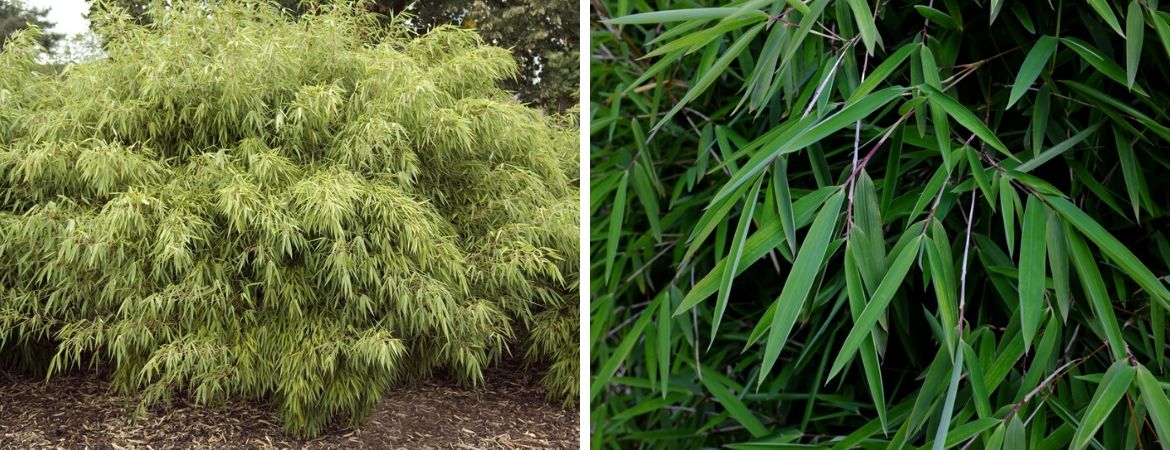 Tuincentrum De Schouw | Bamboe kopen | Niet woekerende bamboe Tuincentrum De Schouw | Bamboe kopen | Niet woekerende bamboe