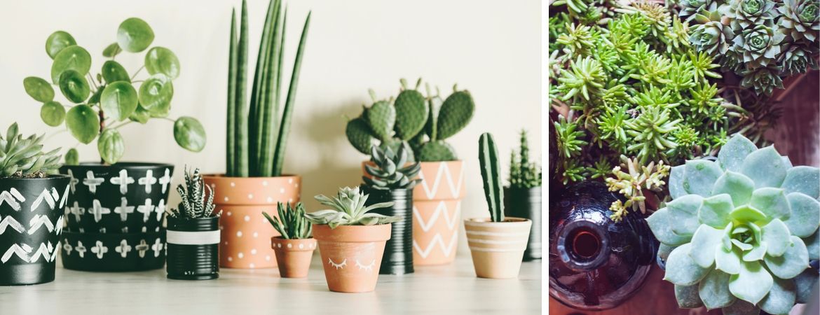 Cactussen en vetplanten kopen bij Tuincentrum De Schouw in Houten Cactussen en vetplanten kopen bij Tuincentrum De Schouw in Houten