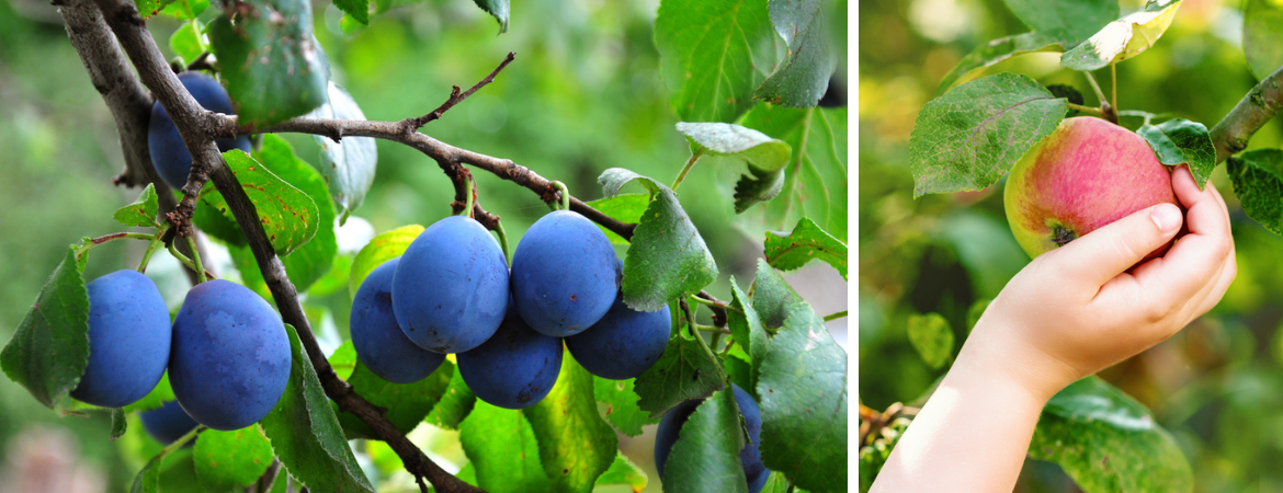 Tuincentrum De Schouw | Fruit | Fruitbomen | Fruitstruiken Tuincentrum De Schouw | Fruit | Fruitbomen | Fruitstruiken