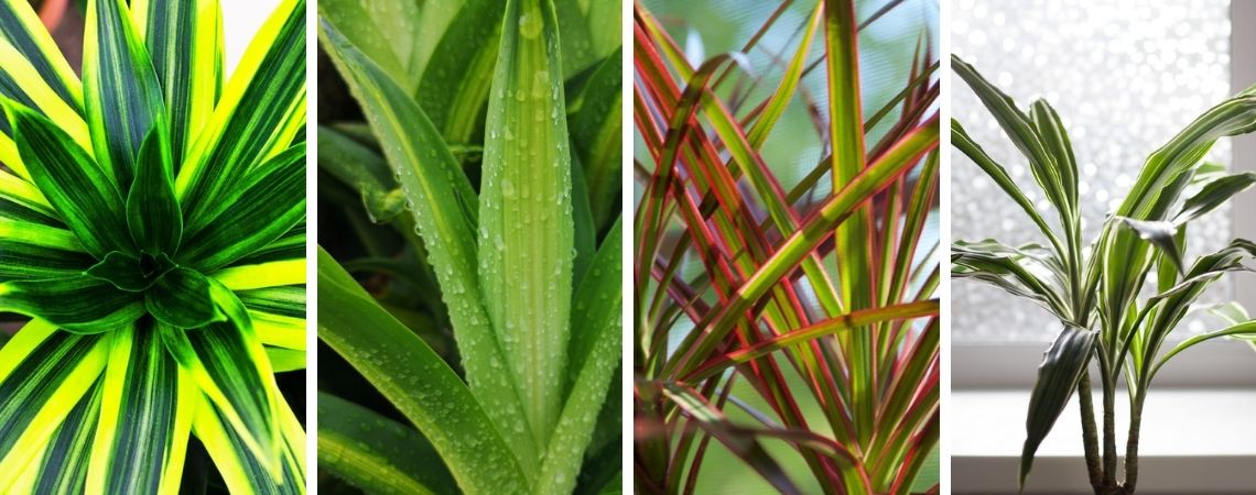 Deze grote kamerplanten hebben weinig licht nodig | Tuincentrum De Schouw in Houten Deze grote kamerplanten hebben weinig licht nodig | Tuincentrum De Schouw in Houten