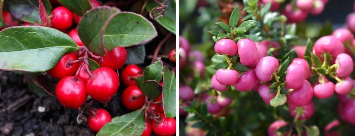 Tuincentrum De Schouw | Bakken vol herfstkleur Tuincentrum De Schouw | Bakken vol herfstkleur