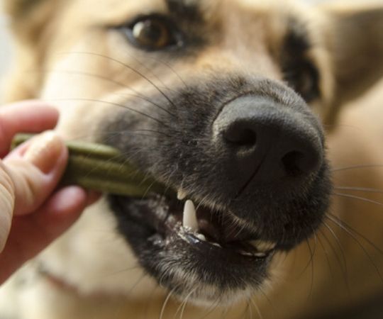 Honden | Dierenwinkel | Tuincentrum De Schouw | Houten Honden | Dierenwinkel | Tuincentrum De Schouw | Houten