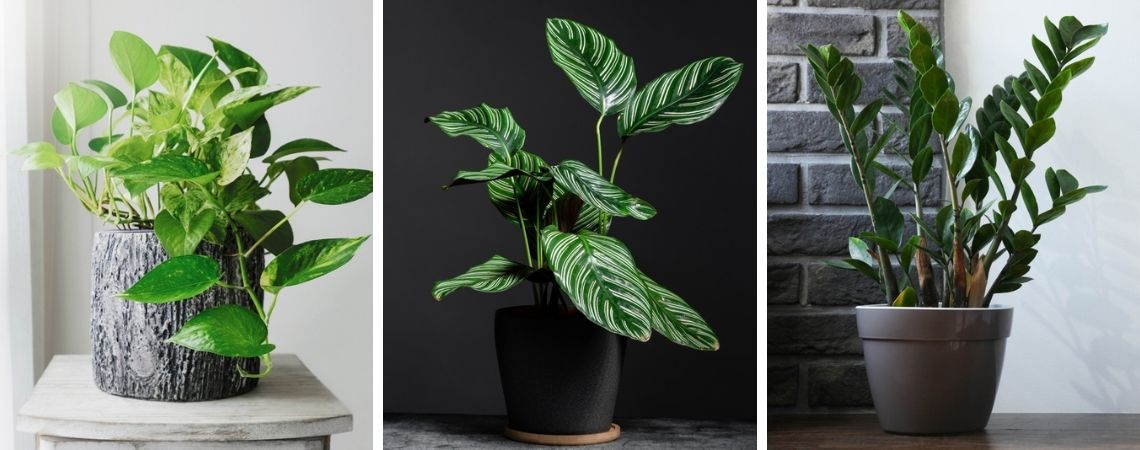 Kamerplanten die weinig licht nodig hebben | Tuincentrum De Schouw in Houten Kamerplanten die weinig licht nodig hebben | Tuincentrum De Schouw in Houten