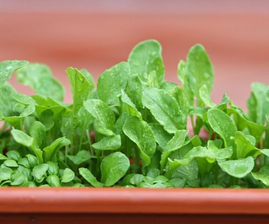 Hoe begin ik een moestuin? | Tuincentrum De Schouw in Houten, nabij Utrecht Hoe begin ik een moestuin? | Tuincentrum De Schouw in Houten, nabij Utrecht
