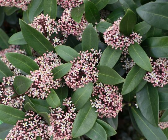 Vaste planten | Skimmia | Tuincentrum De Schouw | Houten Vaste planten | Skimmia | Tuincentrum De Schouw | Houten