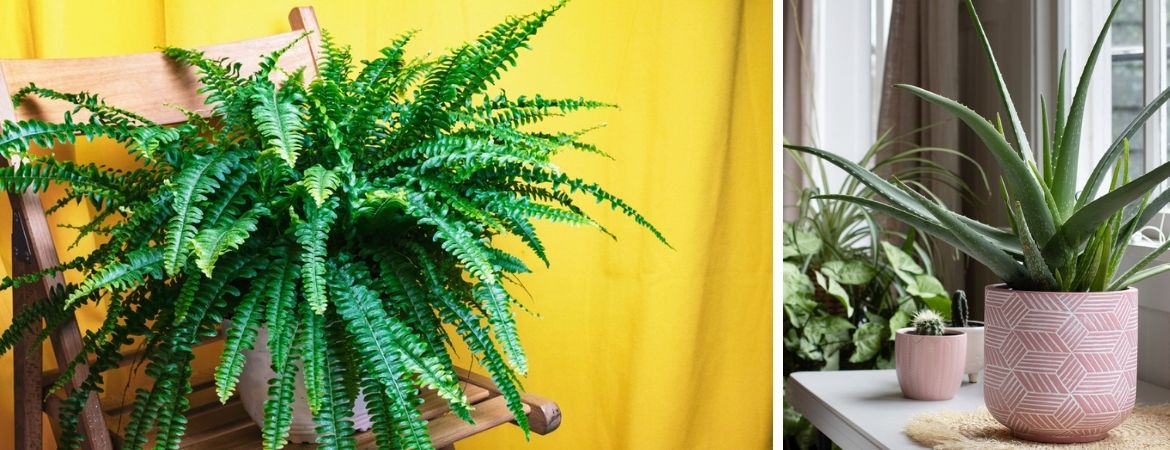 Tuincentrum De Schouw | Luchtzuiverende Kamerplanten | Houten Tuincentrum De Schouw | Luchtzuiverende Kamerplanten | Houten