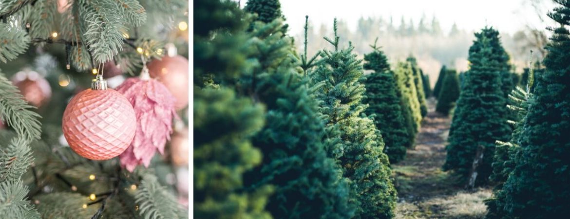 Kerstbomen kopen bij Tuincentrum De Schouw in Houten Kerstbomen kopen bij Tuincentrum De Schouw in Houten