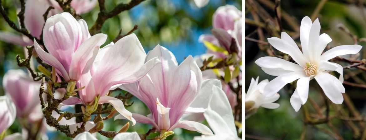 Tuincentrum De Schouw | Magnolia | Magnolia kopen | Houten Tuincentrum De Schouw | Magnolia | Magnolia kopen | Houten