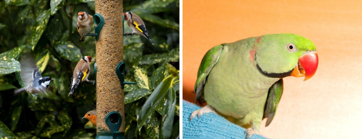 Tuinvogels | Siervogels | Tuincentrum De Schouw | Houten | Utrecht Tuinvogels | Siervogels | Tuincentrum De Schouw | Houten | Utrecht