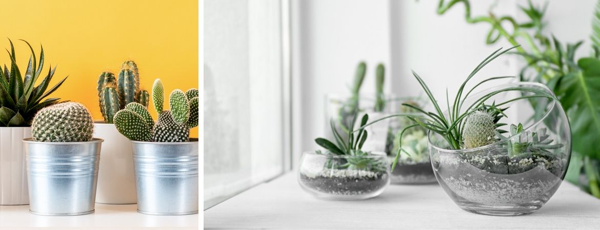 Cactussen en vetplanten kopen bij Tuincentrum De Schouw in Houten Cactussen en vetplanten kopen bij Tuincentrum De Schouw in Houten