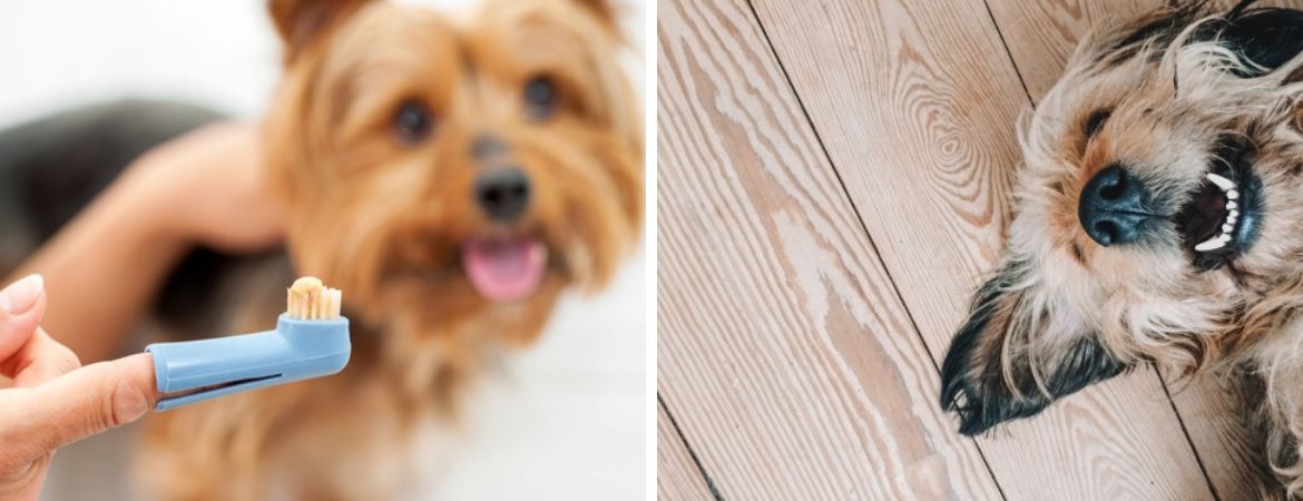 Honden | Dierenwinkel | Tuincentrum De Schouw | Houten Honden | Dierenwinkel | Tuincentrum De Schouw | Houten