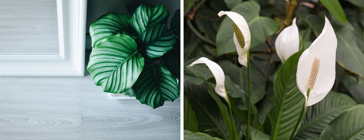 Groene kamerplanten kopen bij Tuincentrum De Schouw in Houten Groene kamerplanten kopen bij Tuincentrum De Schouw in Houten