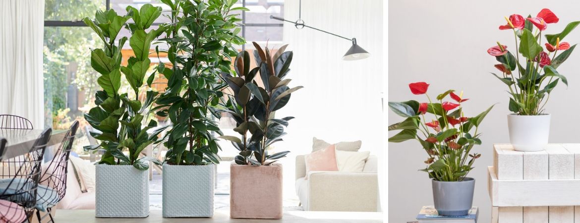 Kamerplanten kopen bij Tuincentrum De Schouw in Houten Kamerplanten kopen bij Tuincentrum De Schouw in Houten