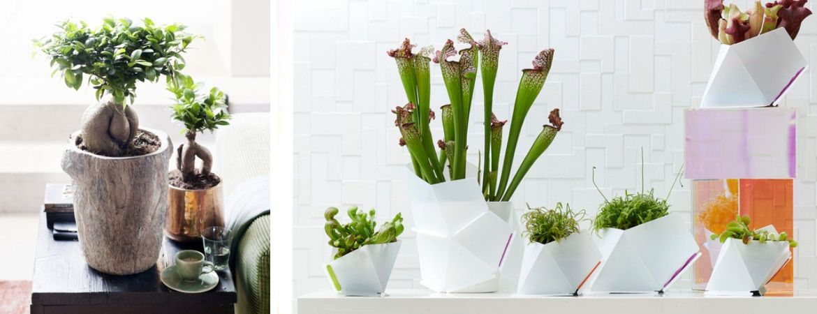 Kamerplanten kopen bij Tuincentrum De Schouw in Houten Kamerplanten kopen bij Tuincentrum De Schouw in Houten