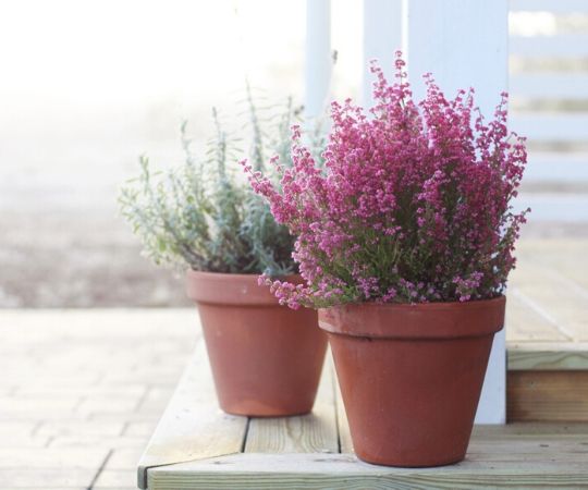 Tuinplanten | Vaste planten | Tuincentrum De Schouw | Houten Tuinplanten | Vaste planten | Tuincentrum De Schouw | Houten