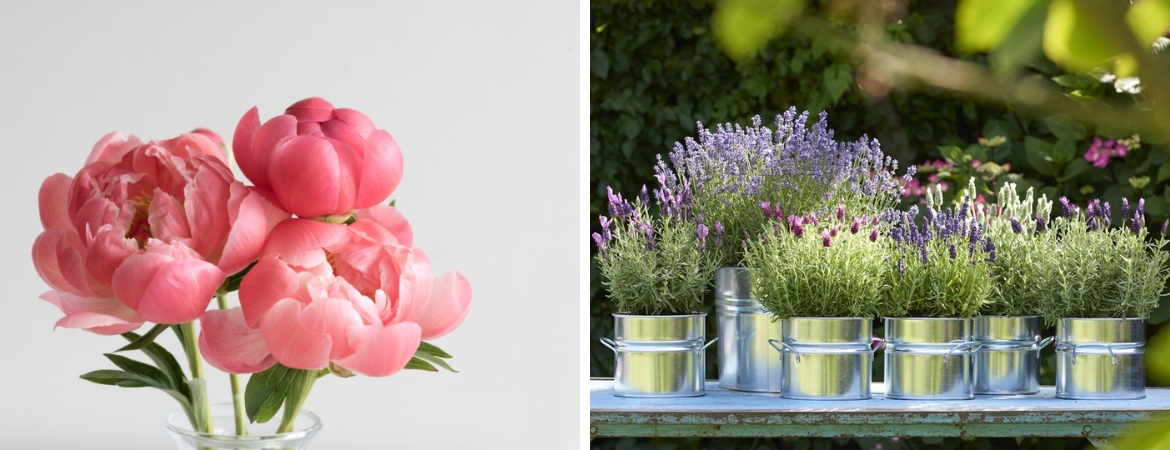 Vaste planten, zoals Lavendel en Pioenrozen koopt u bij Tuincentrum De Schouw in Houten, nabij Utrecht Vaste planten, zoals Lavendel en Pioenrozen koopt u bij Tuincentrum De Schouw in Houten, nabij Utrecht
