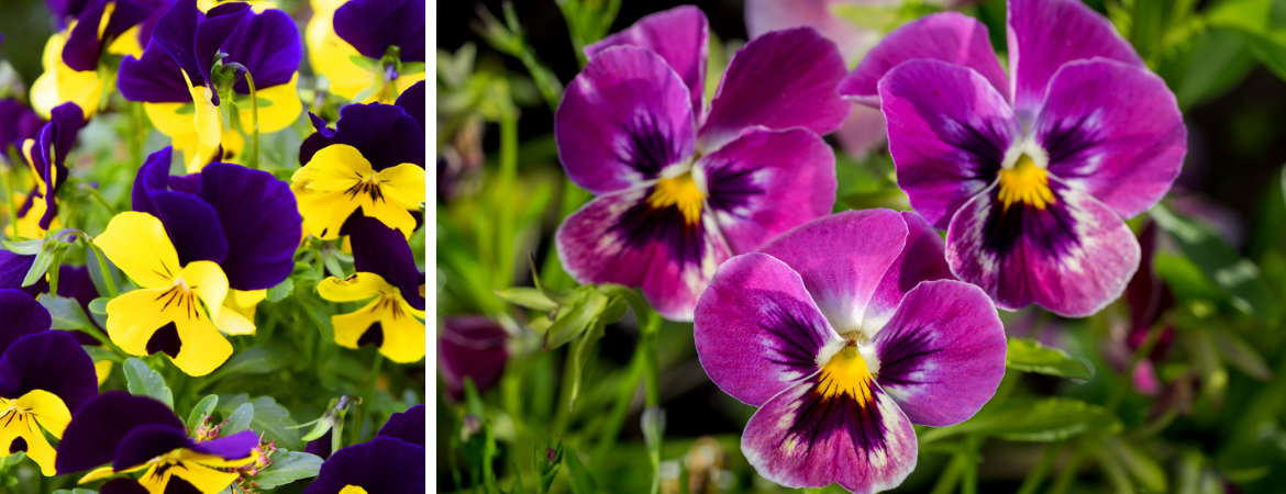 Tuincentrum De Schouw | Viooltjes | Viooltjes kopen Tuincentrum De Schouw | Viooltjes | Viooltjes kopen