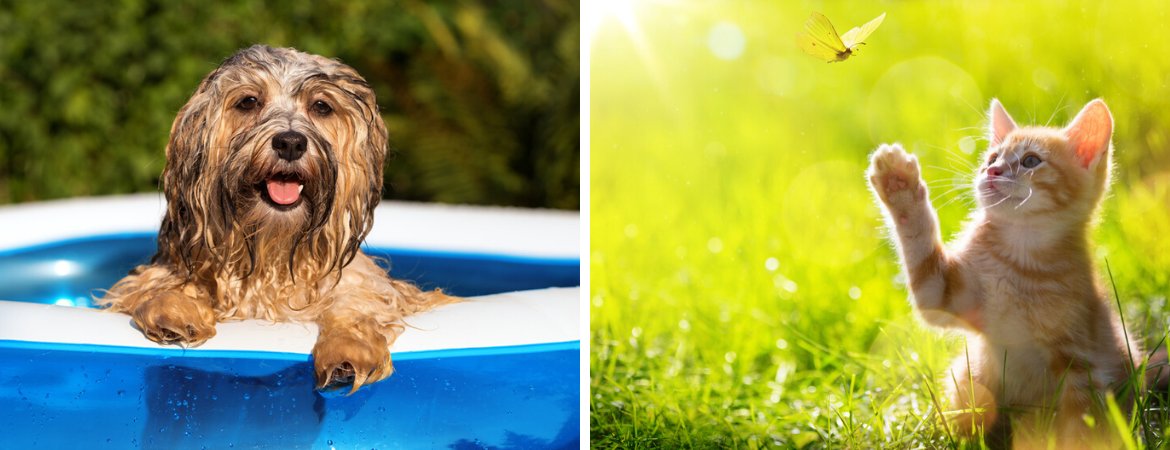 Zomertips voor jouw huisdieren | Tuincentrum De Schouw Zomertips voor jouw huisdieren | Tuincentrum De Schouw